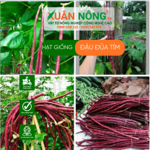 Hạt giống đậu đũa tím