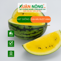 Hạt giống dưa hấu ruột vàng