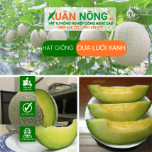 Hạt giống dưa lưới xanh