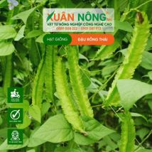 HẠT GIỐNG ĐẬU RỒNG THÁI
