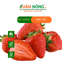 Hạt giống dâu tây