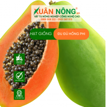 Hạt giống đu đủ hồng phi
