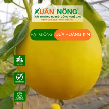 Hạt giống dưa hoàng kim