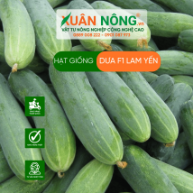 Dưa leo f1 lam yến