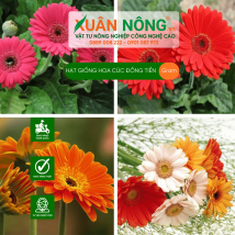 Hạt giống hoa cúc đồng tiền