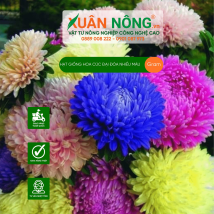 Hạt giống hoa cúc đại đóa nhiều màu