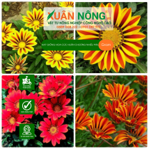 Hạt giống hoa cúc huân chương nhiều màu