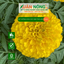 Hạt giống hoa vạn thọ lùn