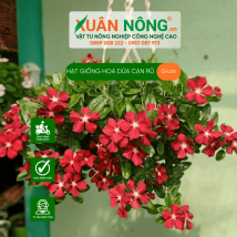 Hạt giống hoa dừa cạn rũ