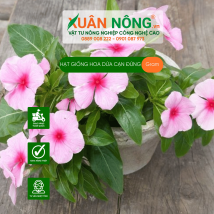 Hạt giống hoa dừa cạn đứng