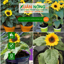 Hạt giống hoa hướng dương lùn