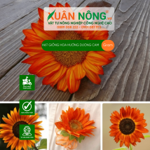 Hạt giống hoa hướng dương cam