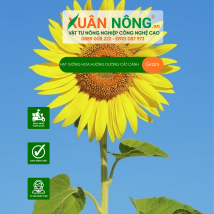 Hạt giống hoa hướng dương cắt cành