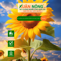 Hạt giống hoa hướng dương cao nhụy vàng