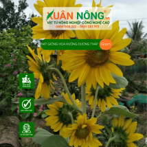 Hạt giống hoa hướng dương tháp