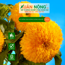 Hạt giống hoa hướng dương Nga kép