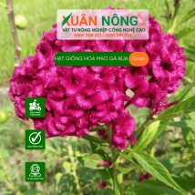 Hạt giống hoa mào gà búa