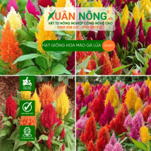 Hạt giống hoa mào gà lửa