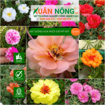 Hạt giống hoa Mười giờ Mỹ kép