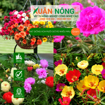 Hạt giống mười giờ rũ nhiều màu