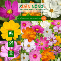 Hạt giống hoa sao nhái mix nhiều màu