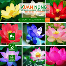 Hạt giống hoa sen nhật mini