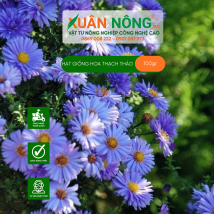 Hạt giống hoa thạch thảo