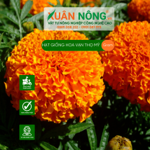 Hạt giống vạn thọ mỹ
