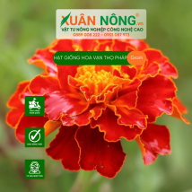 Hạt giống hoa vạn thọ pháp