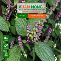 HẠT GIỐNG HƯƠNG NHU TÍA