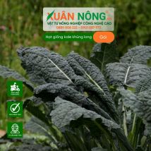Hạt giống kale khủng long