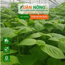 HẠT GIỐNG LÁ THƠM MÈ HÀN QUỐC
