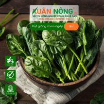 Hạt giống mồng tơi xanh