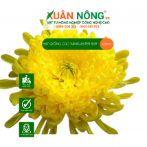 Hạt giống cúc vàng ASTER 509