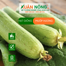 Hạt giống mướp hương