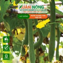HẠT GIỐNG MƯỚP HƯƠNG XANH TRÁI DÀI LAI F1