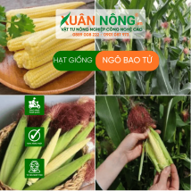 Hạt giống ngô bao tử