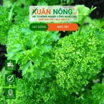 HẠT GIỐNG NGÒ TÂY