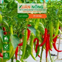 HẠT GIỐNG ỚT CHỈ ĐỊA