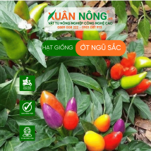 Hạt giống ớt ngũ sắc