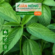 Hạt giống rau đay xanh