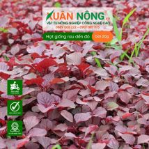 Hạt giống rau dền đỏ