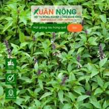 Hạt giống rau húng quế