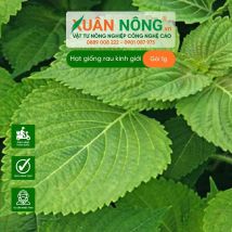 Hạt giống rau kinh giới