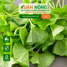Hạt giống rau má