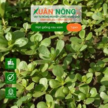 Hạt giống rau sam