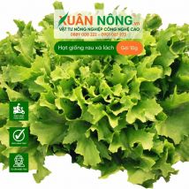 Hạt giống xà lách