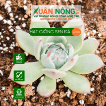 Hạt giống sen đá