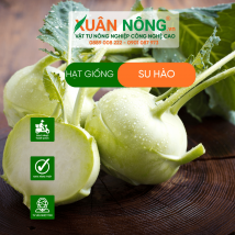 Hạt giống su hào