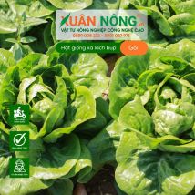 Hạt giống xà lách búp